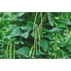 50 Asian Long Bean Seeds - Very Productive Heirloom -
