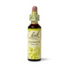 Bach Original Flower Remedies (Clematis) Live The Day, Be Focused,