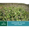 Fresh Basil, Kapoor Holy Tulsi - 250 Seeds, Heirloom Herb