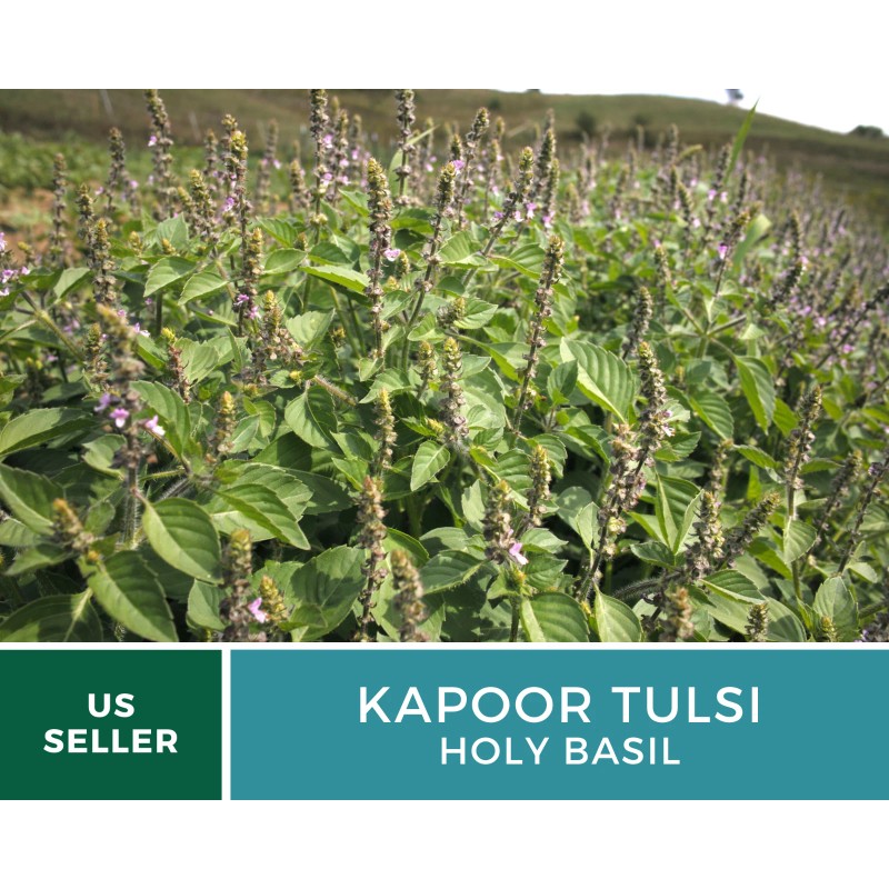 Fresh Basil, Kapoor Holy Tulsi - 250 Seeds, Heirloom Herb