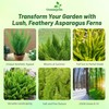 Outsidepride Meyeri Asparagus Fern Seeds - 20 Pcs. Perennial, Easy