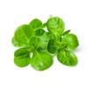 SeedsUP - 500+ Seeds Corn Salad Lamb's Lettuce - Vegetable