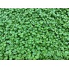 Pesto Genovese by Roberto Panizza - Shelf Stable - Genova,