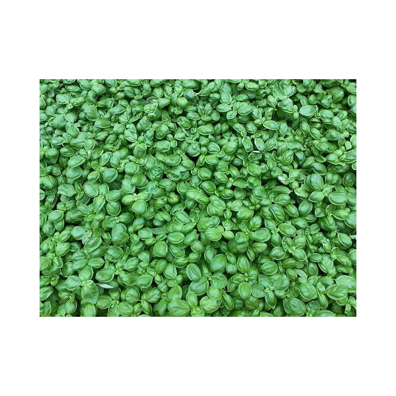 Pesto Genovese by Roberto Panizza - Shelf Stable - Genova,