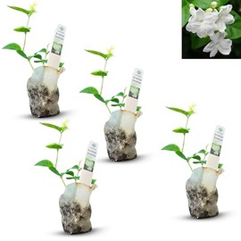 Jazmín árabe (Jasminum Sambac) - Planta decorativa viva, fragante, floreciente, interior/exterior (4 bolsas de jas árabes)