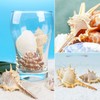 TaoQ C 10 PCS+ Small Conch Shells Natural Sea Shells,