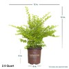 Southern Living Plant Collection SL-53Q Sunshine Ligustrum, 2.5 qt, Full