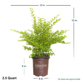 Southern Living Plant Collection SL-53Q Sunshine Ligustrum, 2.5 qt, Full Sun Evergreen Shrub with Bright-Yellow Foliage