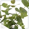 Live Aromatic and Edible Herb - Eucalyptus (4 Per Pack)