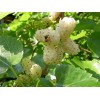 live plant 2-3 year old White Mulberry (Morus alba) plant,