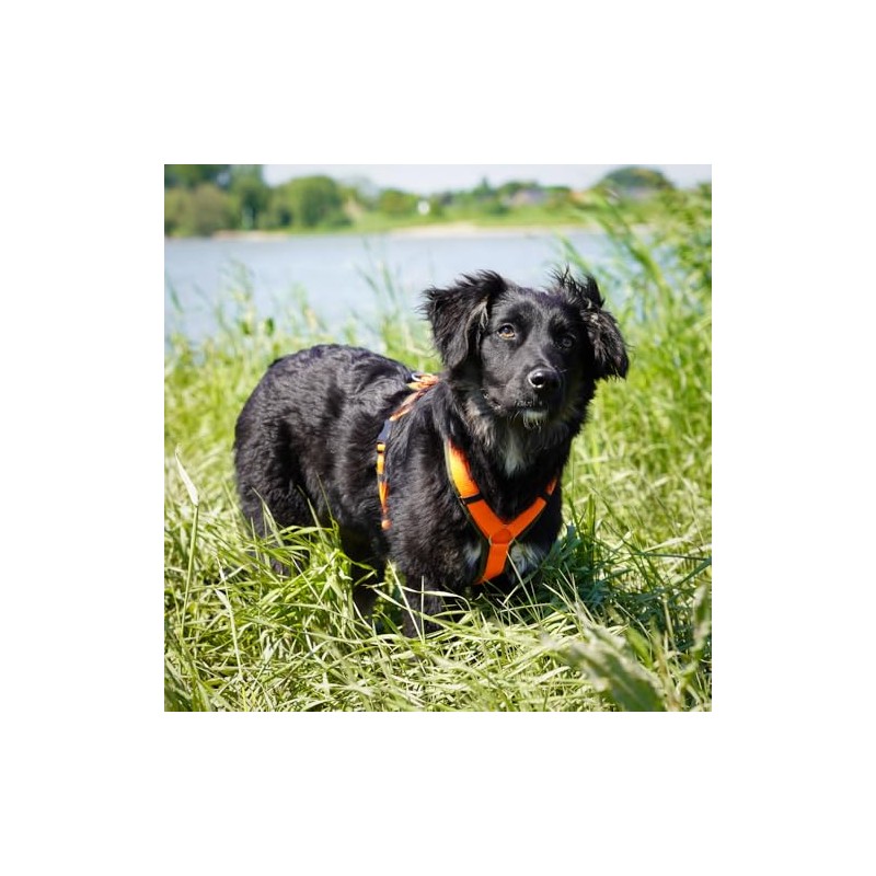 Anny·x Fun Dog Harness, Adjustable, Olive Orange, Various Sizes (Olive