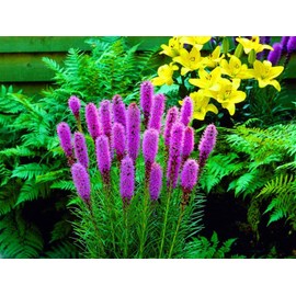 Blazing Star for Attract Bees (Liatris, Gayfeather) Spiny Pink Seeds Flowers for Planting Non GMO 50 Seeds