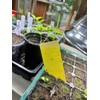 Stiky Strips Plant Stakes for Potted Plants (10 Pack)