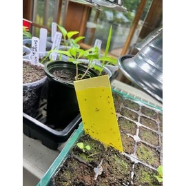 Stiky Strips Plant Stakes for Potted Plants (10 Pack)