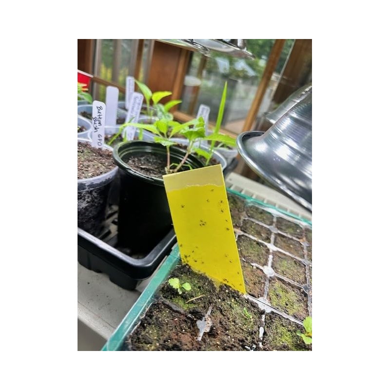 Stiky Strips Plant Stakes for Potted Plants (10 Pack)