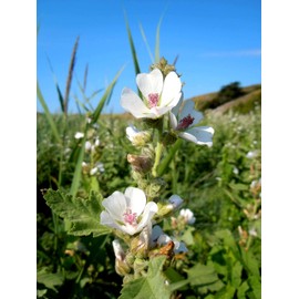 Marshmallow Plant Althaea Officinalis Seeds for Planting 100+ Seeds