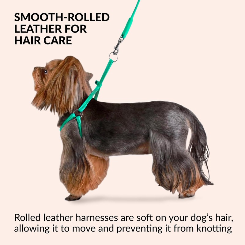 CollarDirect Rolled Leather Dog Harness Small Puppy Step-in Leash Lead