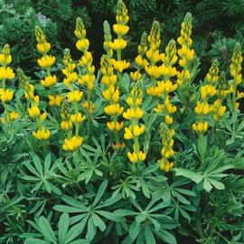 Eden Brothers Annual Lupine Seeds - Golden Yellow