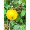 9waters Araza Araca Boi Eugenia Stipitata Yellow Aromatic Fruit Tropical