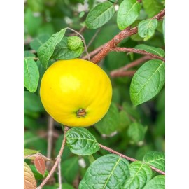 9waters Araza Araca Boi Eugenia Stipitata Yellow  Aromatic Fruit Tropical Tree Plant