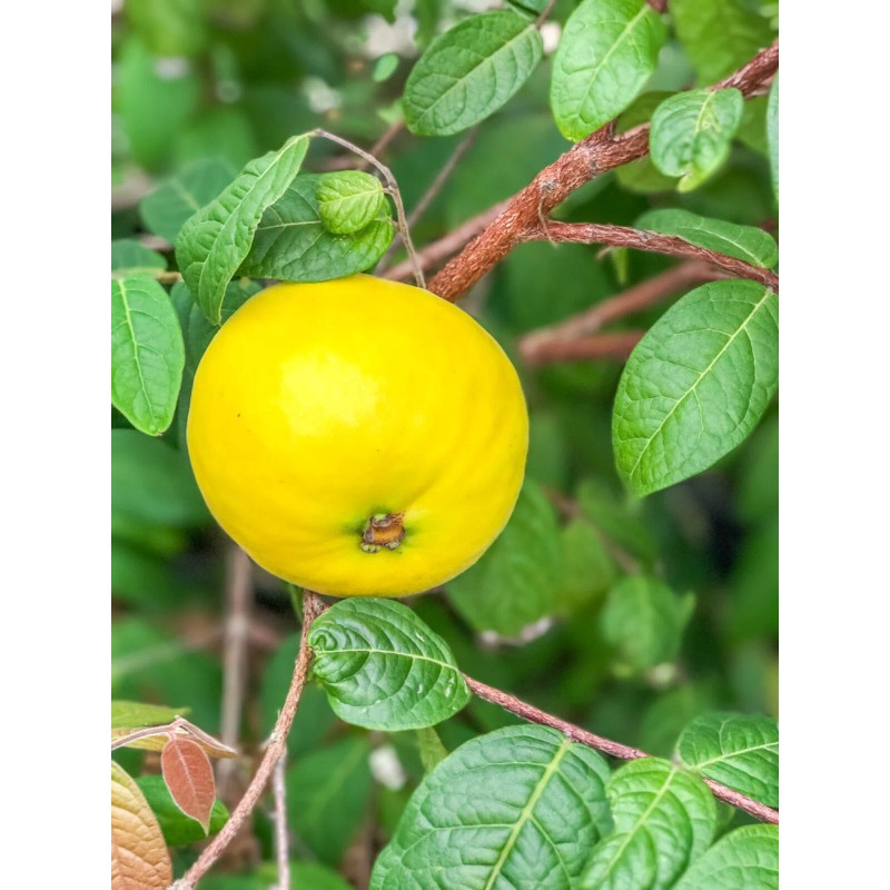 9waters Araza Araca Boi Eugenia Stipitata Yellow Aromatic Fruit Tropical