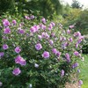 2 Gallon Proven Winners Hibiscus Dark Lavender Chiffon Shrub