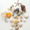 20 PCS 1.2-4.5inch Natural Mixed Seashells Conch and Starfish, Ocean