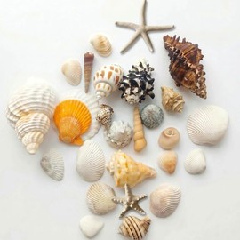 20 PCS 1.2-4.5inch Natural Mixed Seashells Conch and Starfish, Ocean Beach Shells, Multipurpose Natural Vase Filler for Coastal Decor, DIY Crafts, Wedding, Party and Aquarium Decoration