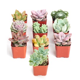 Shop Succulents | Soft Hue Collection Assortment of Hand Selected, Fully Rooted Live Indoor Pastel Tone Succulent Plants, 12-Pack,