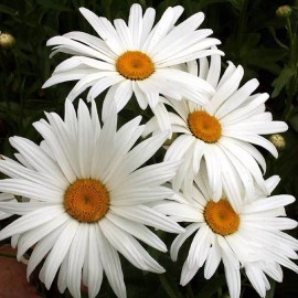EVERWILDE FARMS 1/4 Lb Alaska Shasta Daisy Wildflower Seeds - Everwilde Farms Mylar Seed Packet
