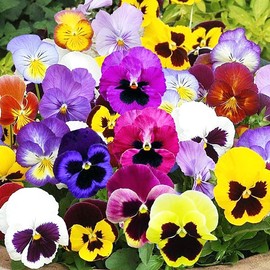 NIKA SEEDS - Flowers Viola Swiss Giant Mix - 80 Seeds