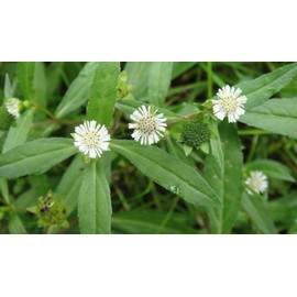 50 Seeds Eclipta Alba False Daisy, Yerba De Tago,