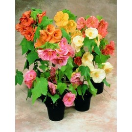 KIRA SEEDS - Seeds Flowering Maple Mix Abutilon Grow Indoor for Planting GMO Free (50 Seeds in Pack)