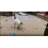 Cat Toys for Indoor Cats, Interactive Cat Toy Chasing Running