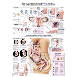 Teaching Board "Pregnancy" 50 x 70 cm
