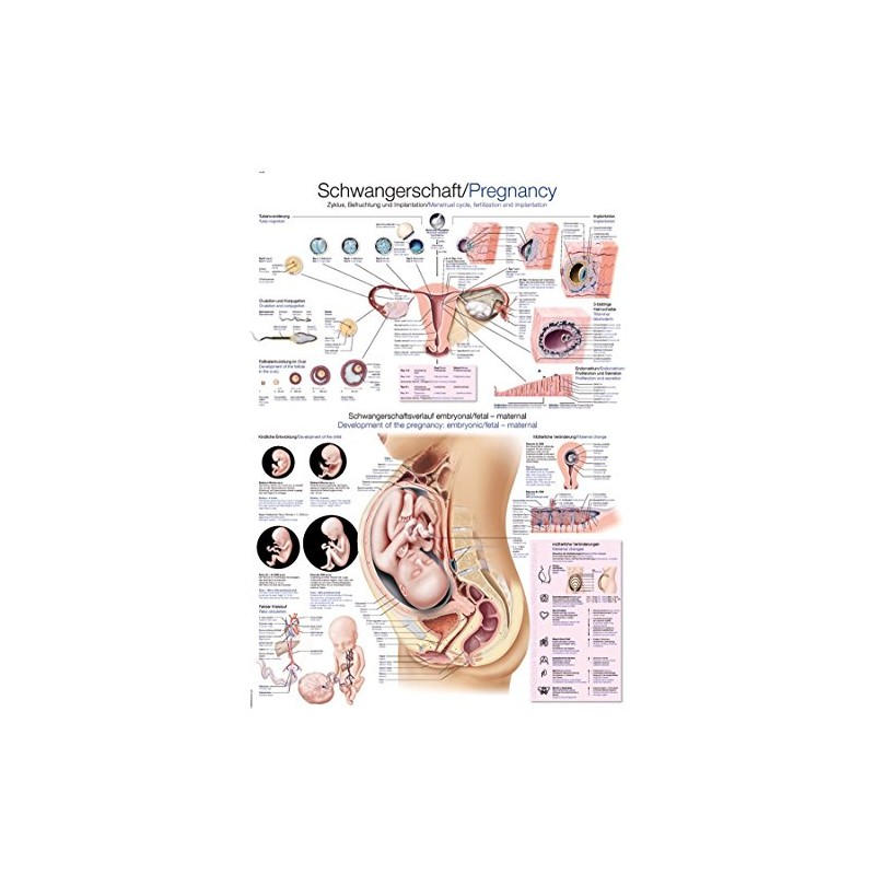 Teaching Board "Pregnancy" 50 x 70 cm