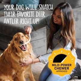 Snatchers Elk Antlers for Dogs – Long Lasting Dog Chews and Dog Toys for Aggressive Chewers, Naturally Shed Deer Antlers for Dogs Processed in The USA, No Additives (Large, 1 Count)
