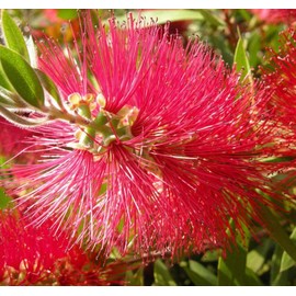 Callistemon citrinus (Scarlet Bottle Brush) Tree Seed, Lemony Citrus Scent, Bright Fluffy Flowers, You Choose The Quantity (5 Packs)