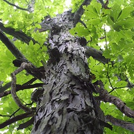 Palm Beach Medicinal Herbs - Shagbark Hickory Tree (Carya ovata) - Packet of 3 Seeds