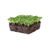 Genovese Basil Microgreens Seeds - 4 oz ~ 64,000 Seeds
