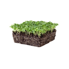 Genovese Basil Microgreens Seeds - 4 oz ~ 64,000 Seeds - Non-GMO Bulk Seed for Growing Micro Herbs, Indoor Gardening, Herb Garden, Micro Greens