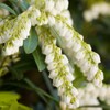 Mountain Snow Pieris (2 Gallon) Blooming Evergreen Shrub with White