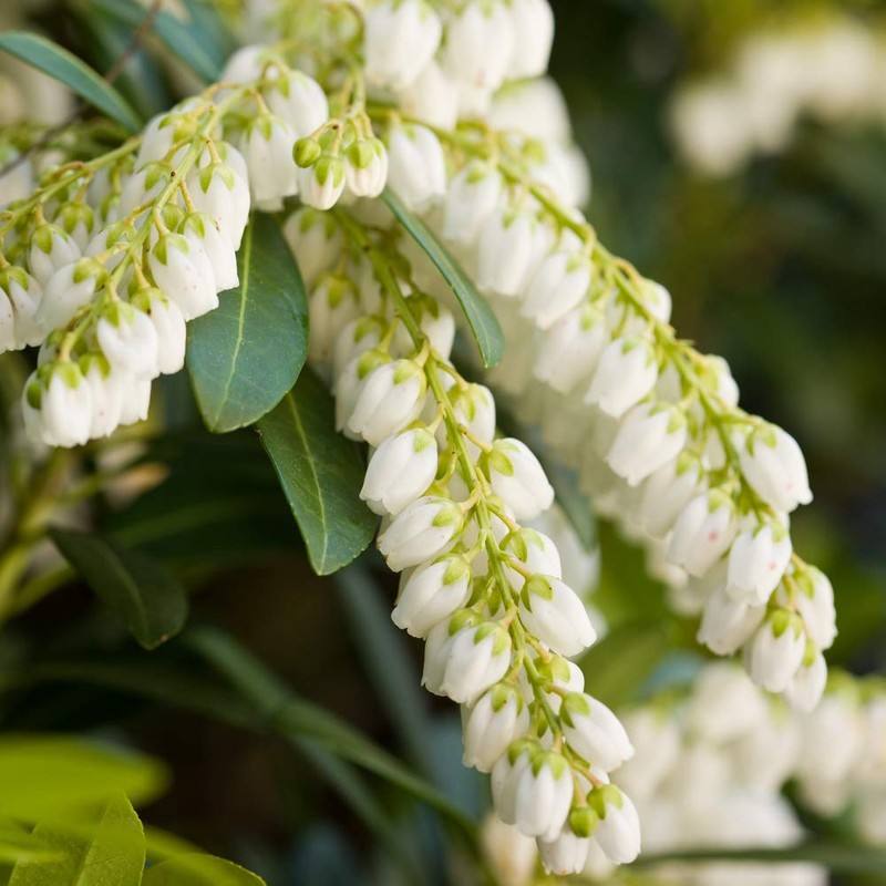 Mountain Snow Pieris (2 Gallon) Blooming Evergreen Shrub with White