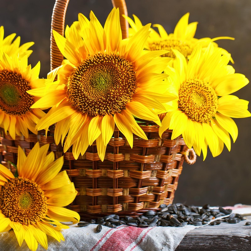 Back to the Roots Seed Packet - Sunflower 'Lemon Queen'