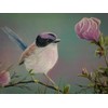 ART.COM Wall Giclee Print Purple Crowned Fairy Wren by Greg