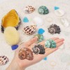 13PCS Natural Small Medium Hermit Crab Shells with Sea Sponge