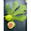 Ficus White Kadota Fig cuttings - 2 Cuttings - PLUS