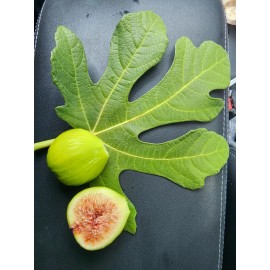 Ficus White Kadota Fig cuttings - 2 Cuttings - PLUS WILLOW WATER FOR ROOTING!!
