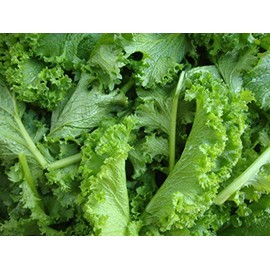 Earthcare Seeds Southern Giant Curled Mustard 6000 Seeds (Brassica juncea) Heirloom - Non GMO - Open Pollinated