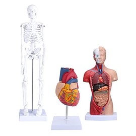 faruijie Human Heart & Body Torso & Skeleton Anatomy Model - Anatomical Assembly Model of Human Organs Mini Human Skeleton Model with Movable Arms and Legs for Medical Student Educational Kit